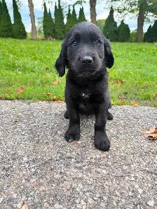 Husky x golden retriever puppies ready for homes! - Photo 4