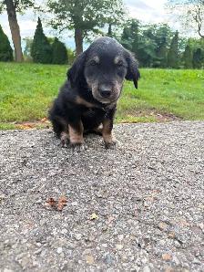 Husky x golden retriever puppies ready for homes! - Photo 5