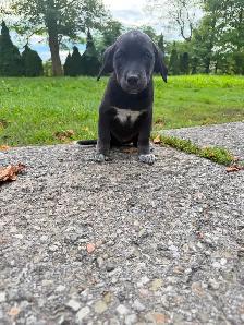 Husky x golden retriever puppies ready for homes! - Photo 6