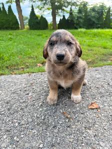 Husky x golden retriever puppies ready for homes! - Photo 8