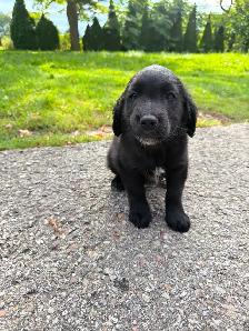 Husky x golden retriever puppies ready for homes! - Photo 9