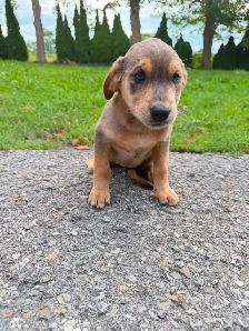 Husky x golden retriever puppies ready for homes! - Photo 10