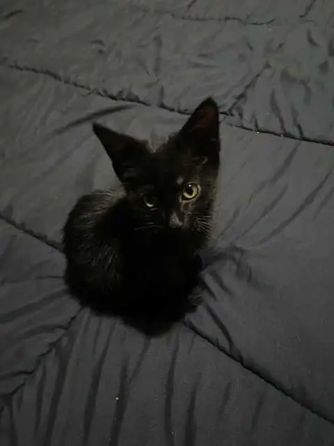 Sable Burmese X American Shorthair kitten