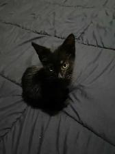 Sable Burmese X American Shorthair kitten