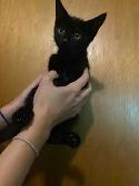 Sable Burmese X American Shorthair kitten - Photo 3