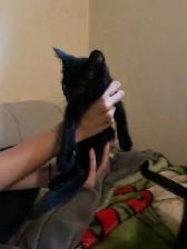 Sable Burmese X American Shorthair kitten - Photo 5