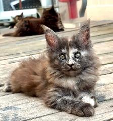 Stunning Maine Coon Kittens: Ready Now   October - Photo 4