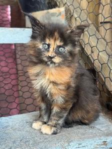 Stunning Maine Coon Kittens: Ready Now   October - Photo 7