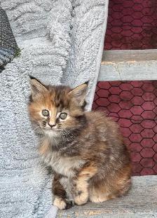Stunning Maine Coon Kittens: Ready Now   October - Photo 8