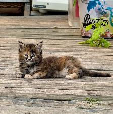 Stunning Maine Coon Kittens: Ready Now   October - Photo 9