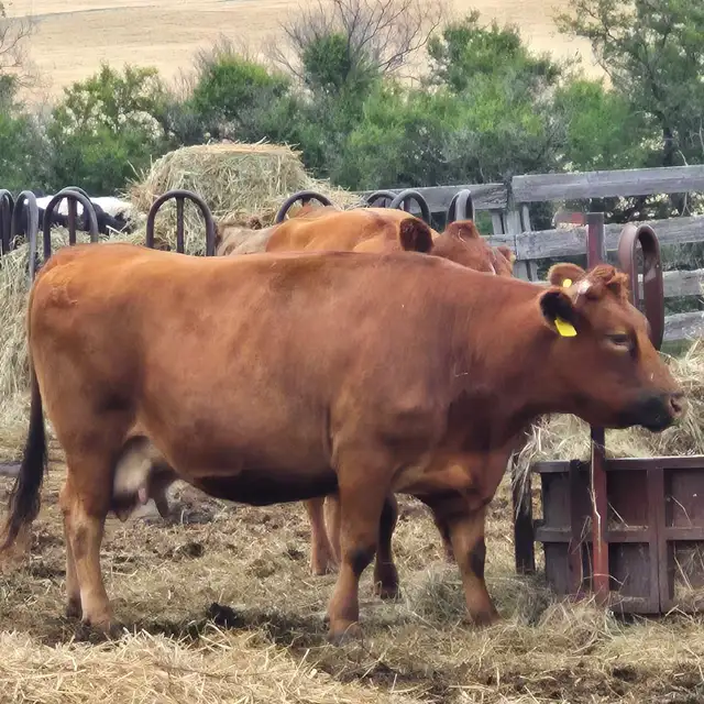 Cows for sale