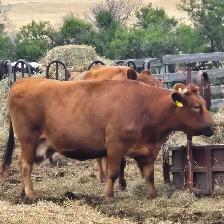 Cows for sale