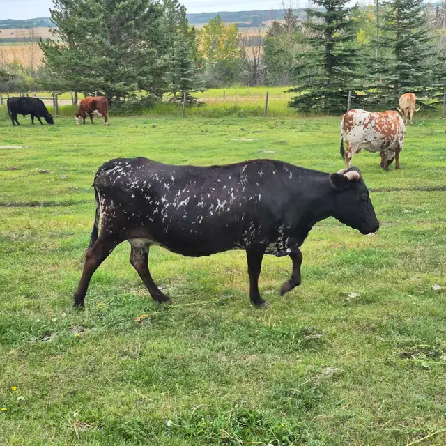 4 Longhorn cows