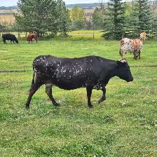 4 Longhorn cows