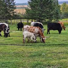 4 Longhorn cows - Photo 2
