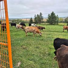 4 Longhorn cows - Photo 3