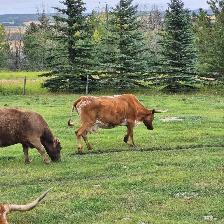 4 Longhorn cows - Photo 4