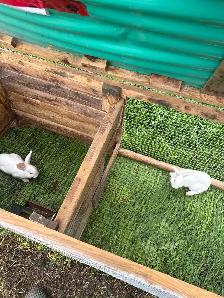 two New Zealand female meat rabbits
