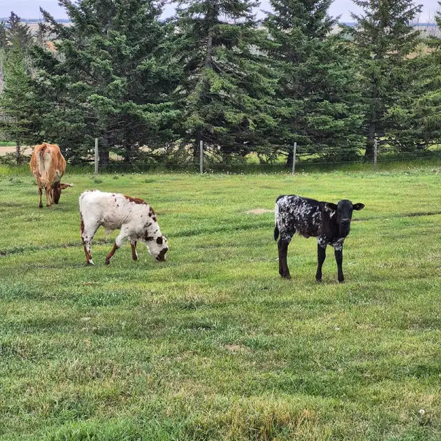 Longhorn Calves