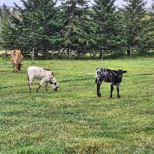 Longhorn Calves