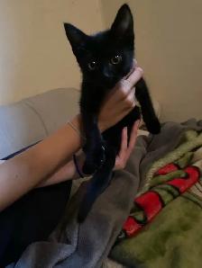 Adorable Small Kitten