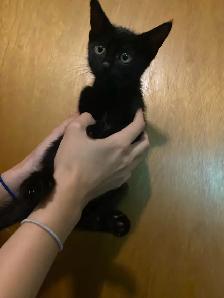 Adorable Small Kitten - Photo 2