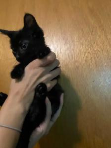 Adorable Small Kitten - Photo 3