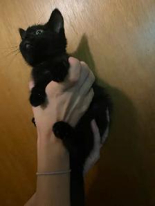 Adorable Small Kitten - Photo 4