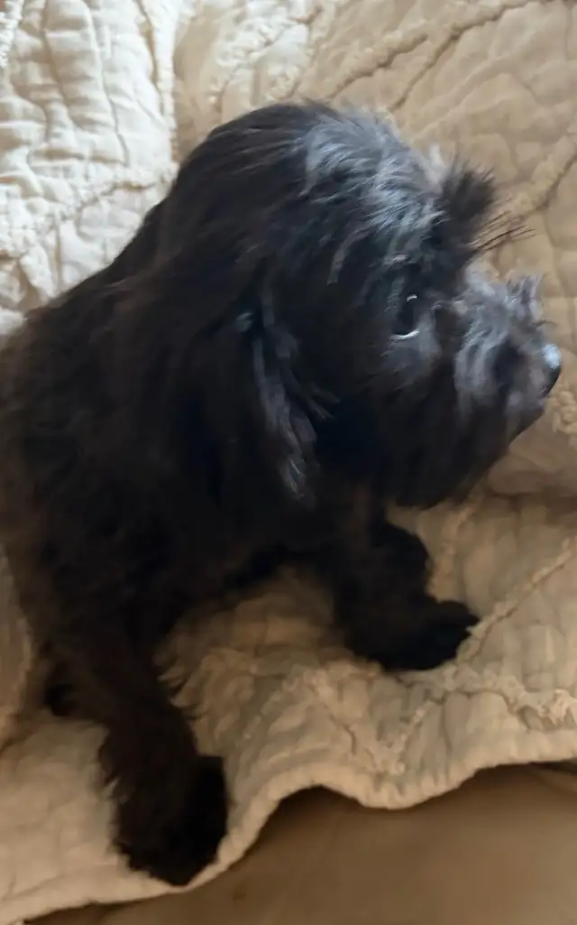 poodle cross
