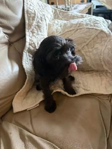 poodle cross - Photo 2