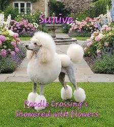 STANDARD POODLE PUPPIES CKC REGISTERED