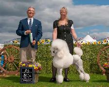 STANDARD POODLE PUPPIES CKC REGISTERED - Photo 2