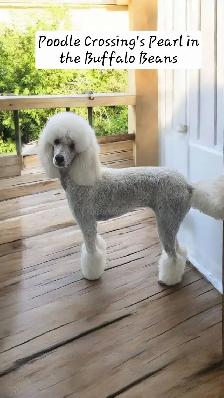 STANDARD POODLE PUPPIES CKC REGISTERED - Photo 6