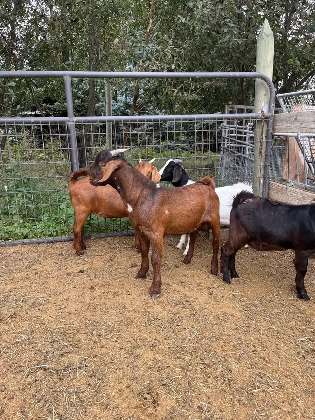 Dapple genetic Boer Bucklings