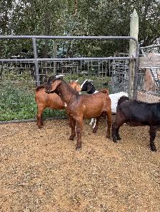 Dapple genetic Boer Bucklings