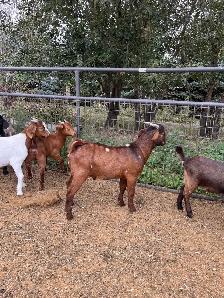 Dapple genetic Boer Bucklings - Photo 2