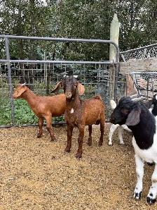 Dapple genetic Boer Bucklings - Photo 3