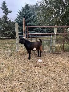 Dapple genetic Boer Bucklings - Photo 4