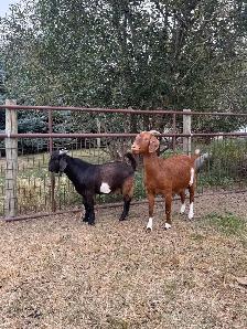 Dapple genetic Boer Bucklings - Photo 5