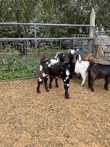 Dapple genetic Boer Bucklings - Photo 6