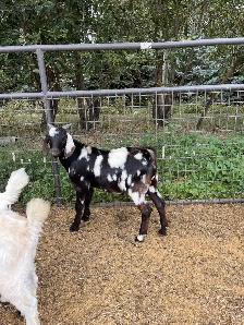 Dapple genetic Boer Bucklings - Photo 7