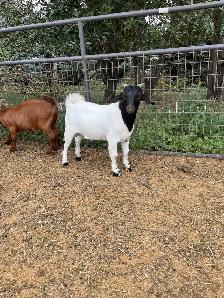 Dapple genetic Boer Bucklings - Photo 8