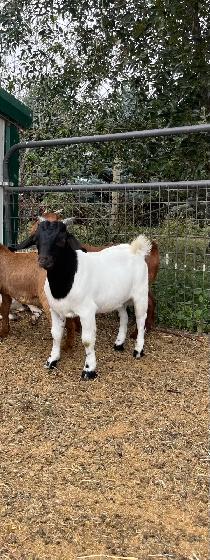 Dapple genetic Boer Bucklings - Photo 9