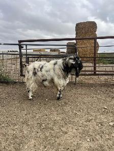 Dapple genetic Boer Bucklings - Photo 10