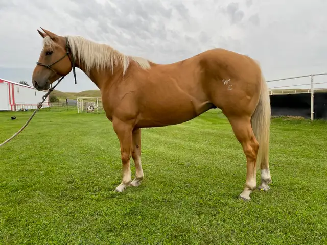 6 year old Palomino AQHA gelding