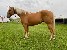6 year old Palomino AQHA gelding