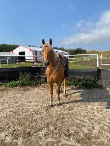 6 year old Palomino AQHA gelding - Photo 3