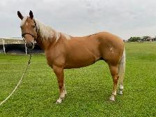 6 year old Palomino AQHA gelding - Photo 4