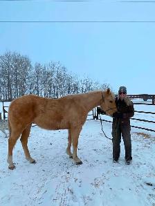 6 year old Palomino AQHA gelding - Photo 5