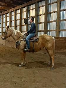 6 year old Palomino AQHA gelding - Photo 6